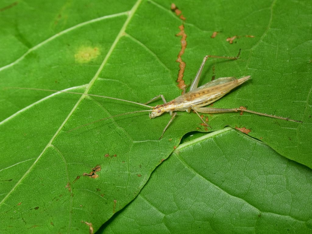 Oecanthus pellucens (Scopoli, 1763)
